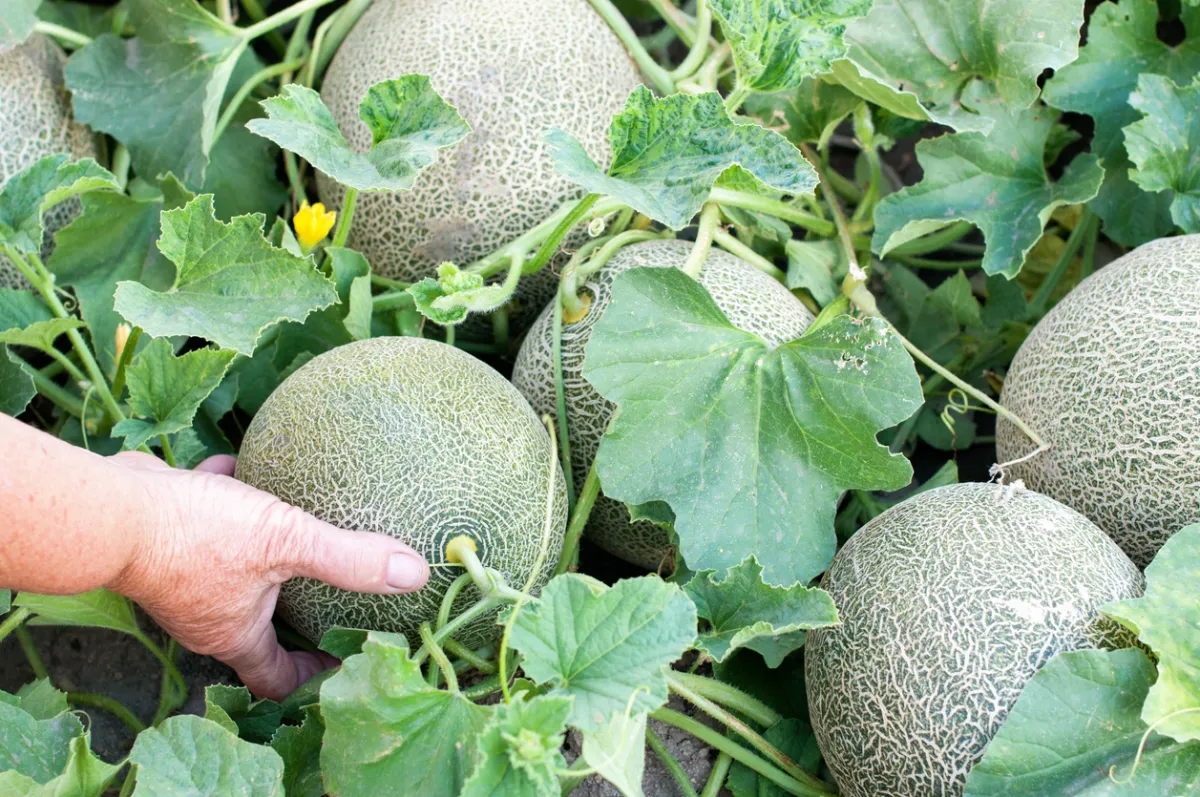 Person's hand reaching to pick a melon among other melons in the garden.