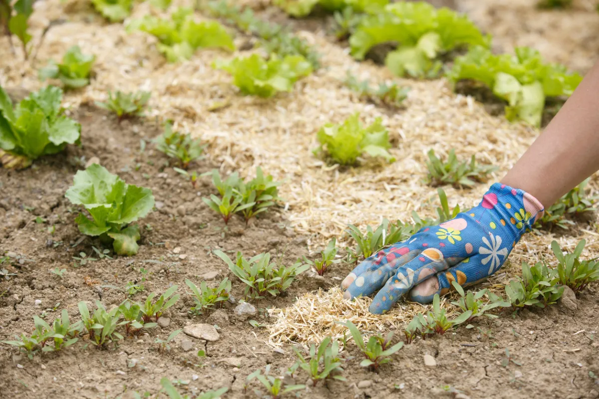 Gardener mulching vegetable bed with straw.