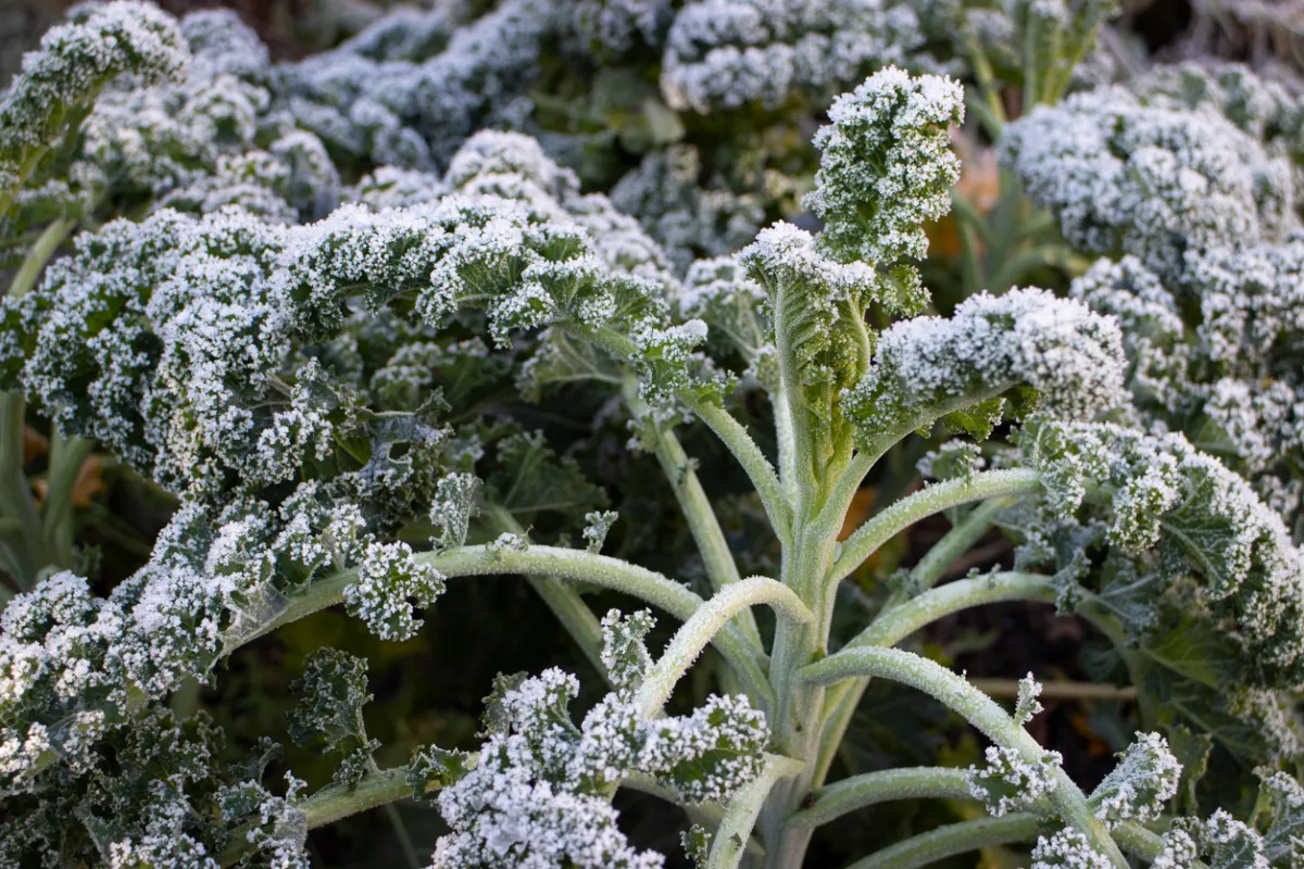 A patch of kale covered in frost.