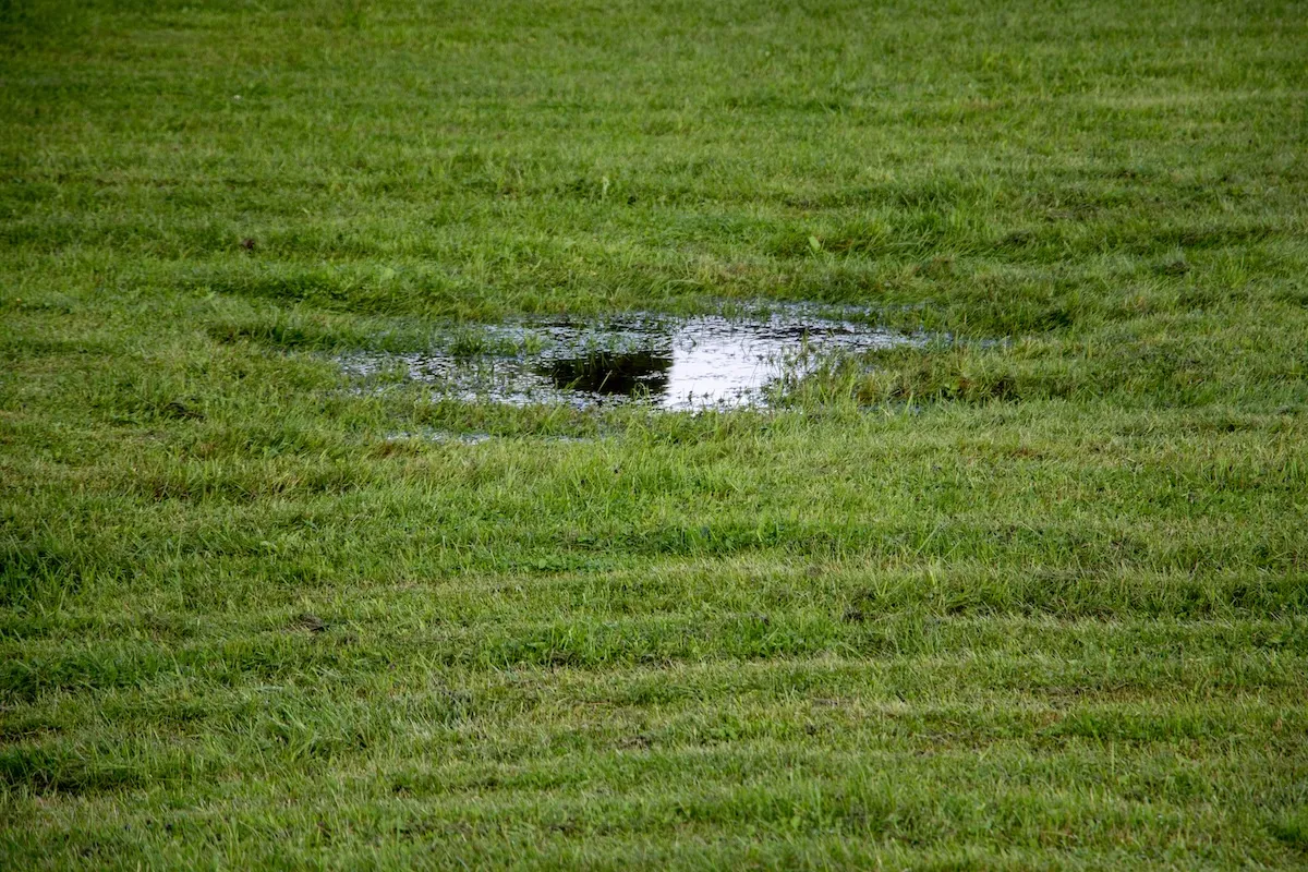 Sunken wet lawn from broken sprinkler head and leak.