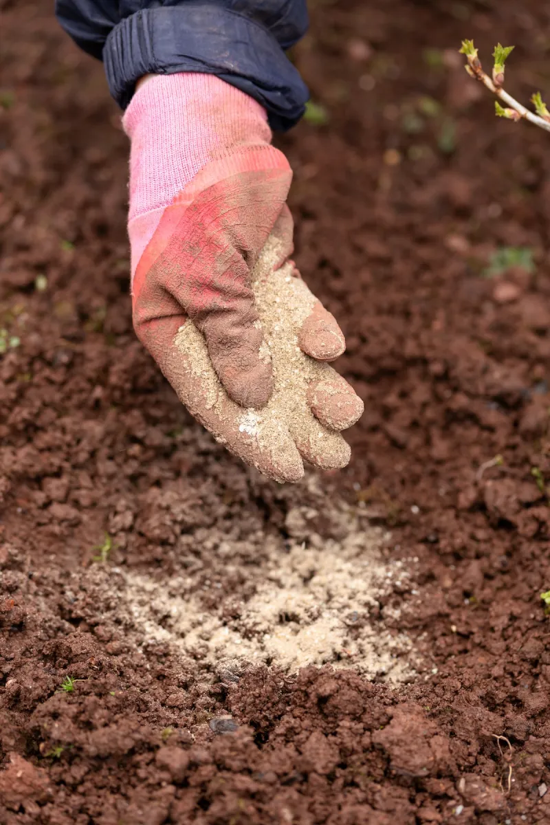 Gardener laying fish blood and bone meal fertilizer organic spring garden food.