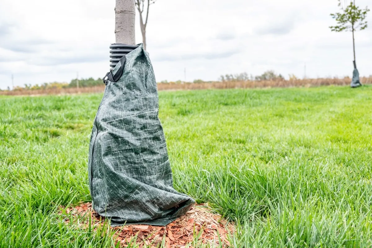 Protective tree wrap used to keep bark from being damaged on young plants.
