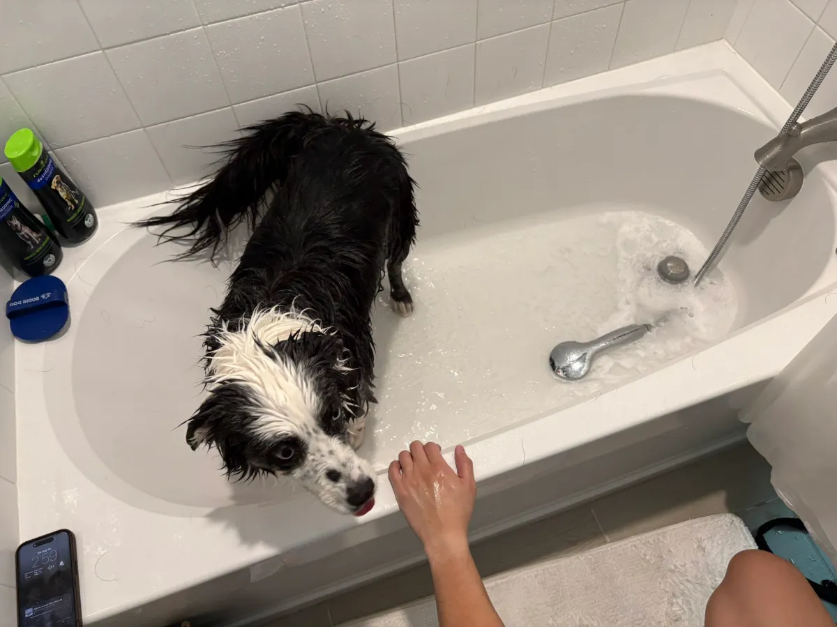 H02ME High-Pressure Handheld Shower Head_dog wash