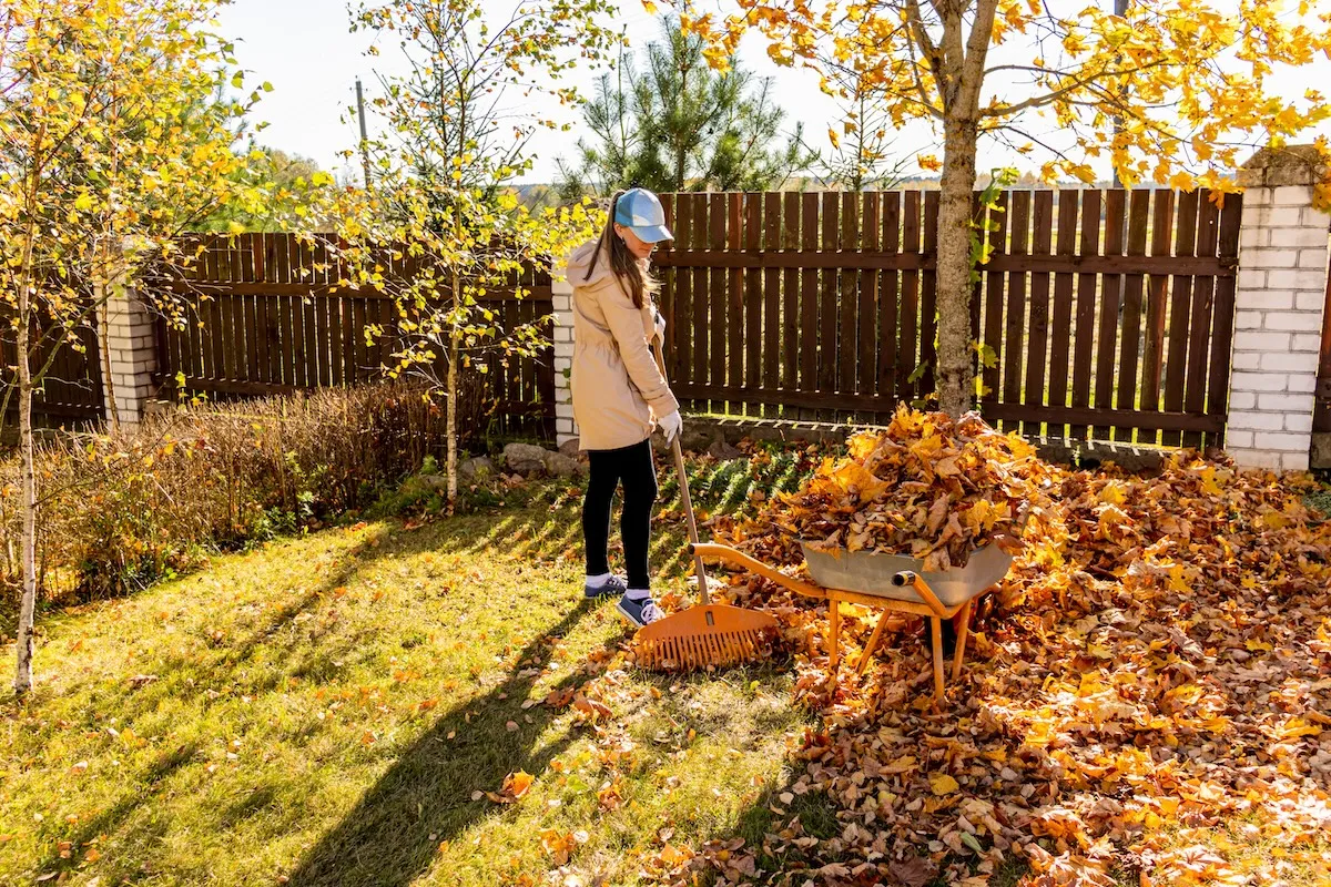 Young woman cleans fallen maple autumn leaves in the yard.