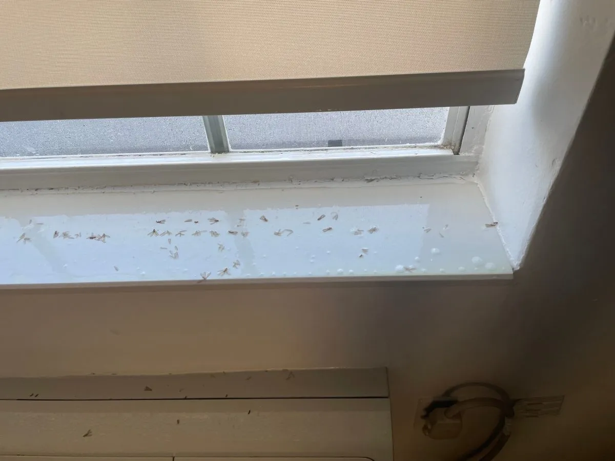 Termites on window sill